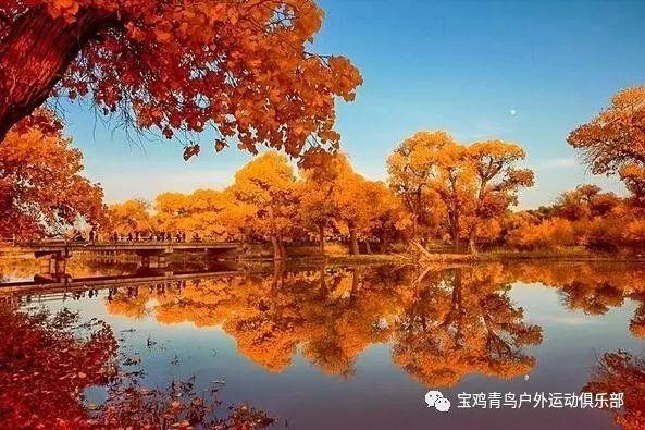 营救小猫头鹰