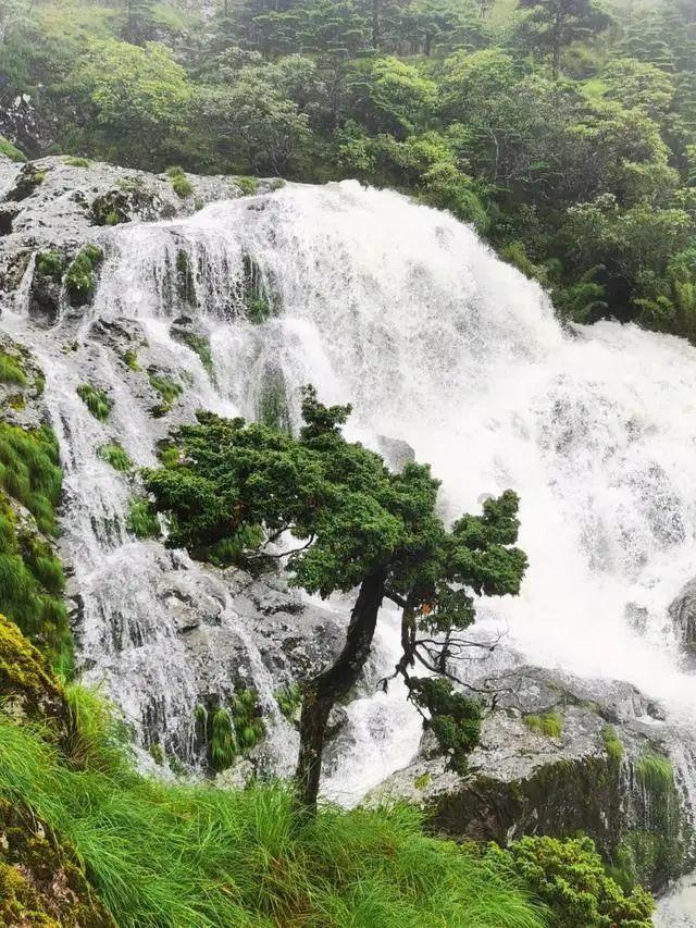 春雨直播app